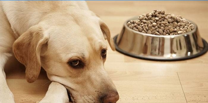 Gebrek aan eetlust bij een hond