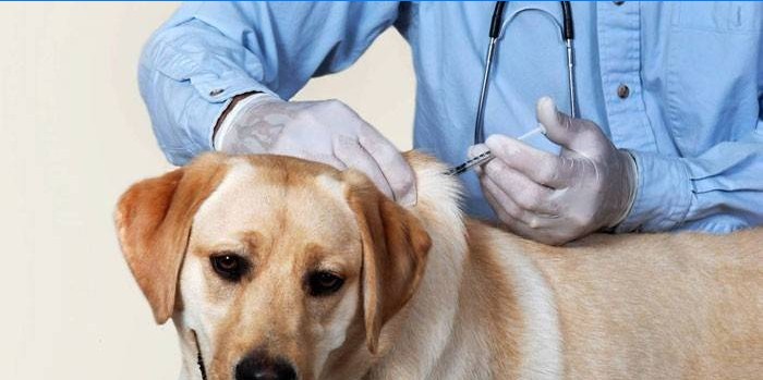 Vaccinatie van honden