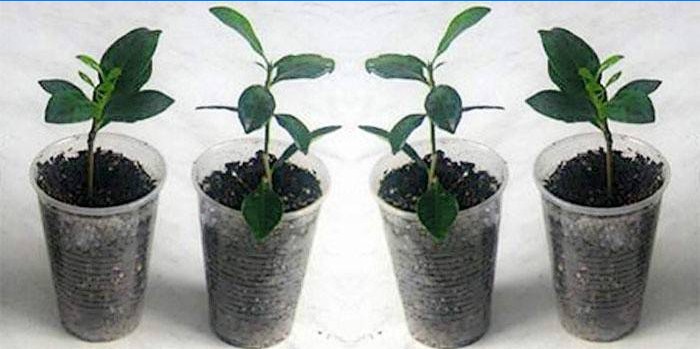 Gardenia-voortplanting thuis