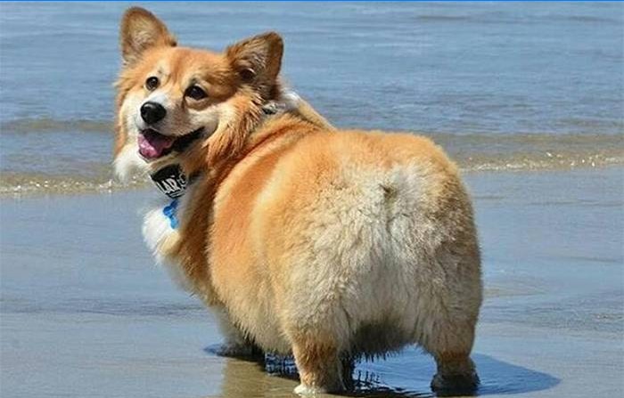 Obesitas bij honden