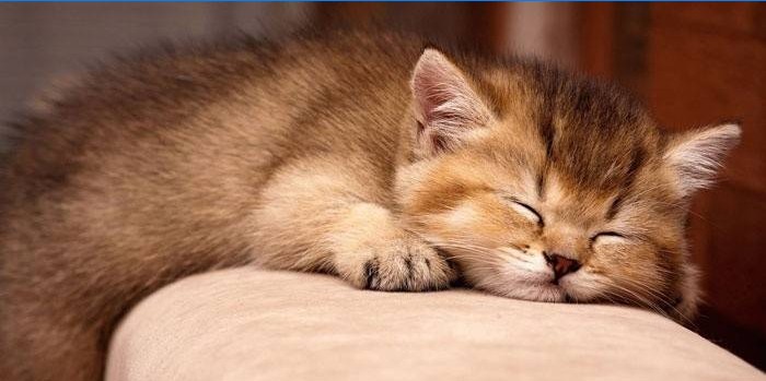 Kitten slaapt