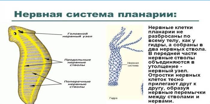 Planaria zenuwstelsel