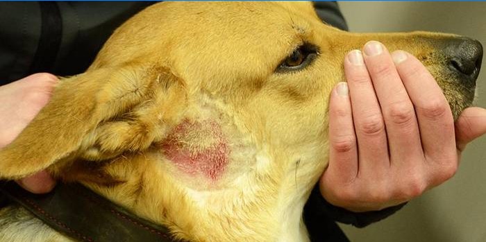 Allergische dermatitis bij honden