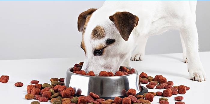 Voedselallergieën bij honden