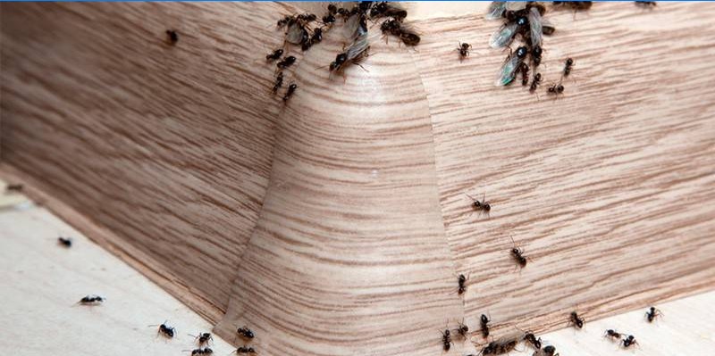 Plint mieren