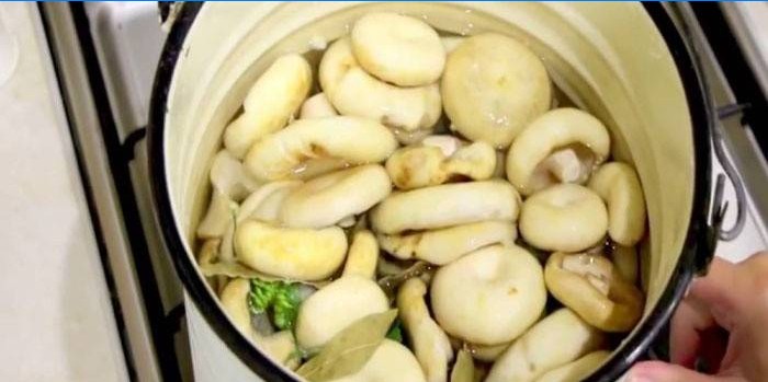 champignons gebeitst in een emmer