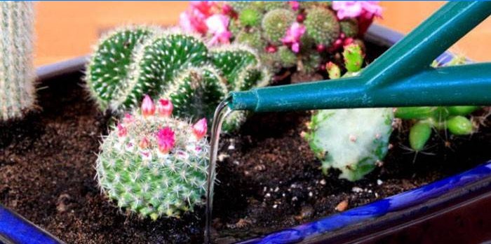 Cactussen water geven