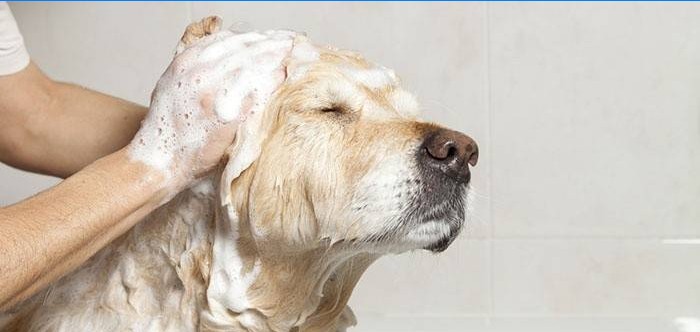 Honden wassen