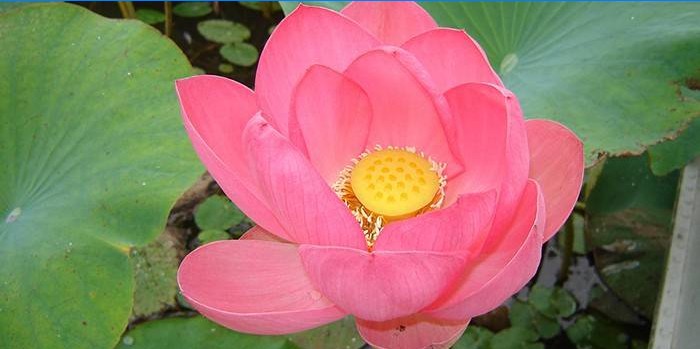 Bloeiende nootachtige lotus in de vijver