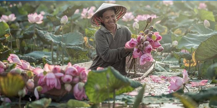 Vrouw verzamelt lotussen
