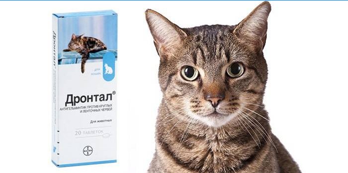 Pack van tabletten voor katten Drontal