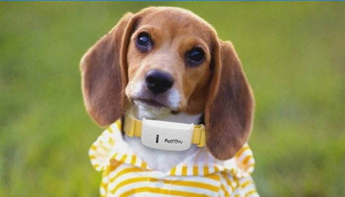 Hond in een GPS-halsband