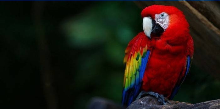 Macaw Parrot Red