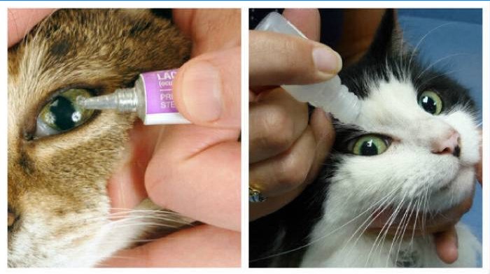 Behandeling voor tranende ogen bij katten
