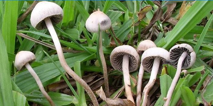 Hallucinogene paddenstoelen in het bos