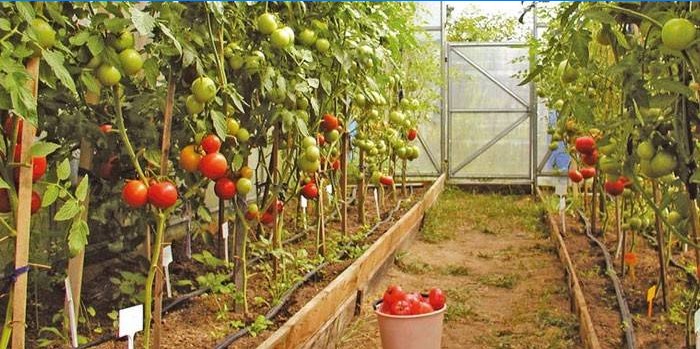 Tomatenrassen voor kassen