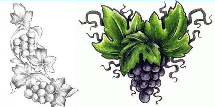 Druivenbos en wijnstokken