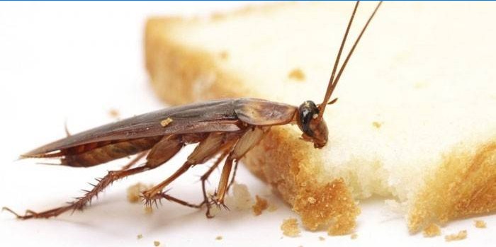 Kakkerlak en brood