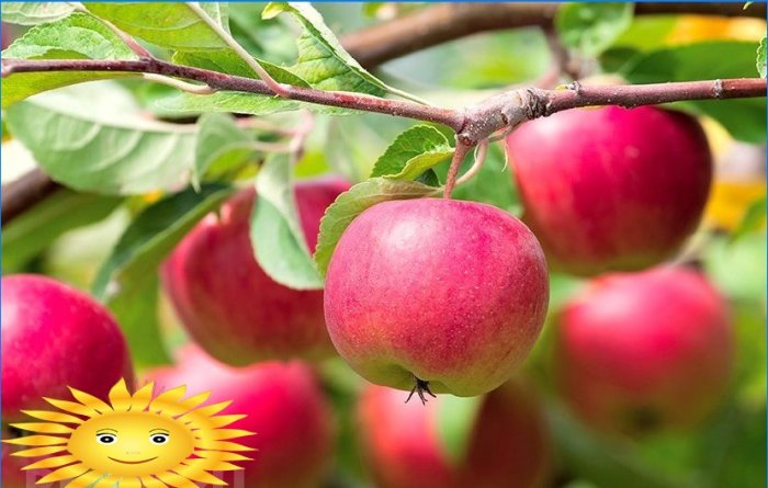 Appels op de juiste manier oogsten en bewaren