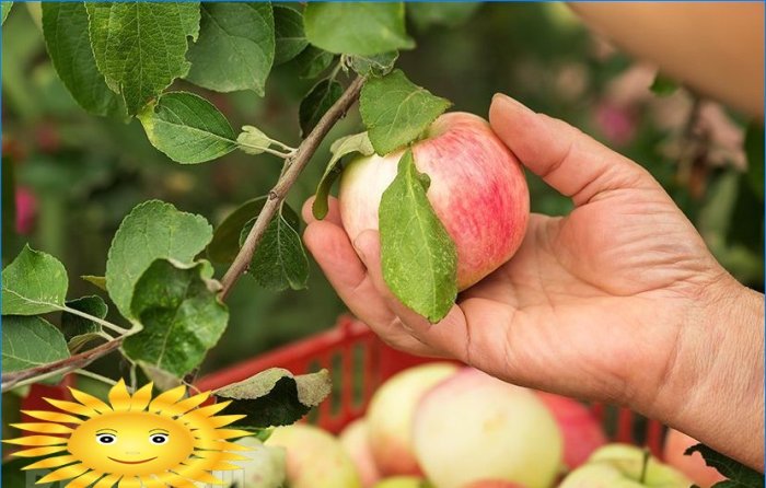 Appels op de juiste manier oogsten en bewaren