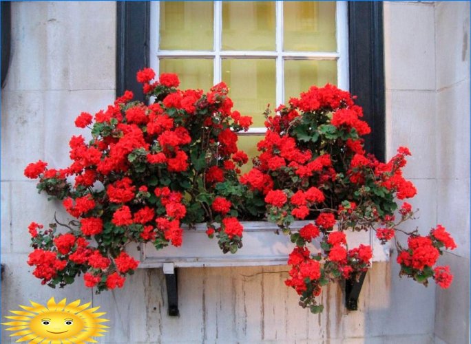 Bloemen buiten het raam: repareren, kiezen, weggaan