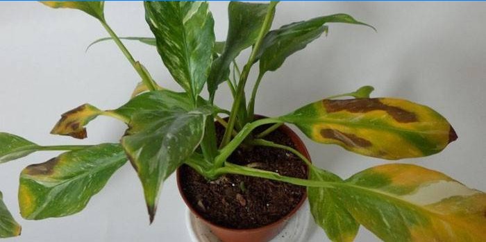 Spathiphyllum laat droog en geel achter