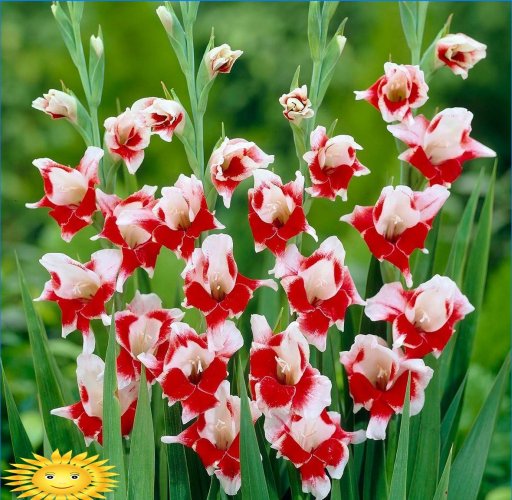 Gladiolen - regels voor het kweken van de koning der bloemen