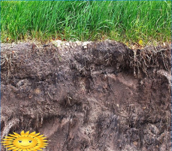 Hoe de bodemstructuur te verbeteren en de vruchtbaarheid ervan te vergroten