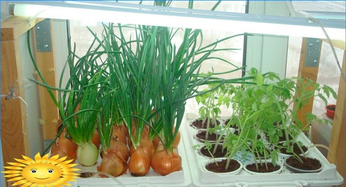 Hydrocultuur: huisplanten voor het kweken van bloemen, kruiden en groenten