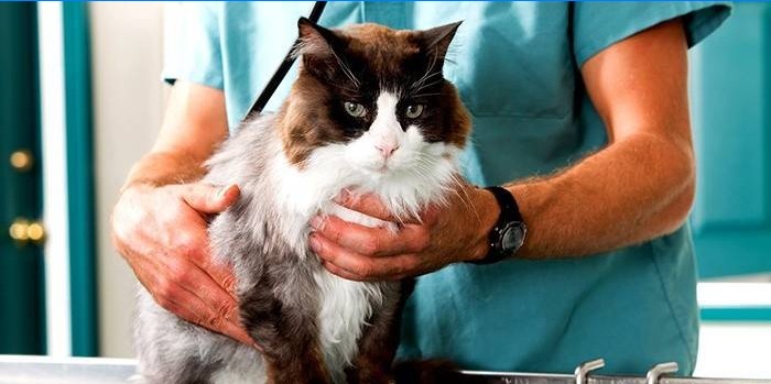 Diagnose van urolithiasis bij een kat