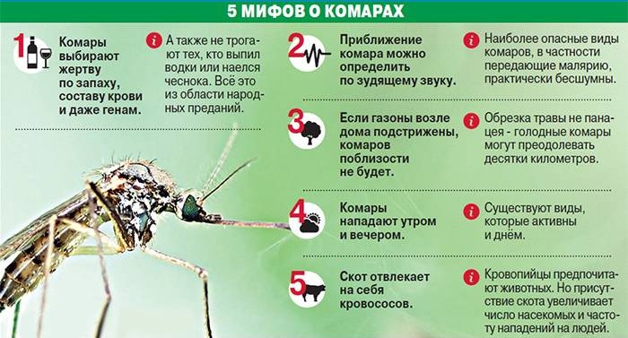 Mythes over muggen