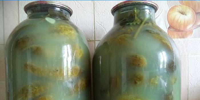 Potten met komkommers worden troebel en exploderen