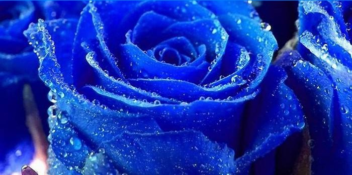Blauwe rozenknop