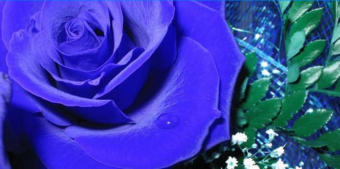 Rose met blauwe bloemblaadjes