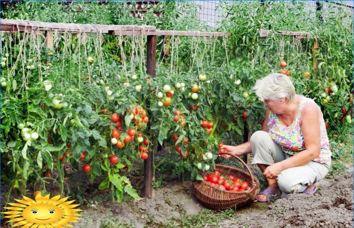 Tomaten telen: hoe de tomatenoogst in koude zomer te redden