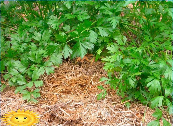 5 regels voor het verzorgen van een tuin en een moestuin in de hitte