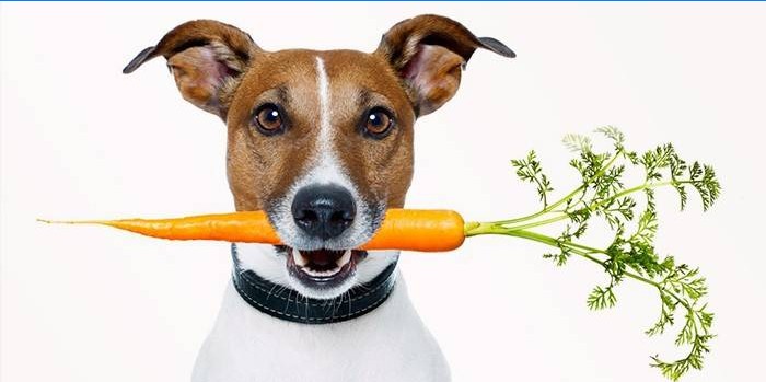 Hond met wortelen in de mond