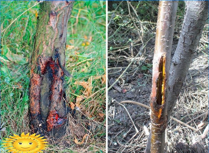 Frostbones op bomen: preventie en behandeling