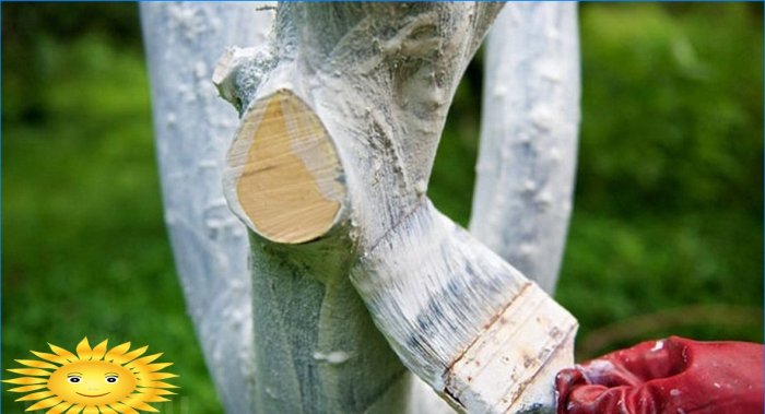 Het witwassen van boomstammen op een perceel in de tuin - voordelen en kenmerken