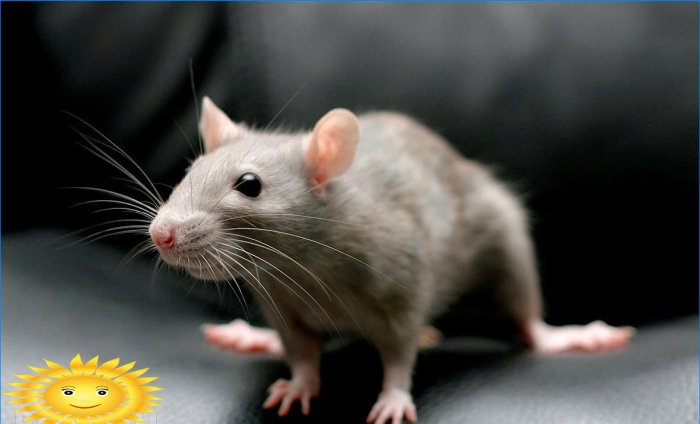 Hoe ratten en muizen in huis te verwijderen met kruiden