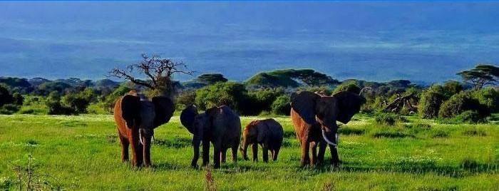 Amboseli National Forest in Kenia