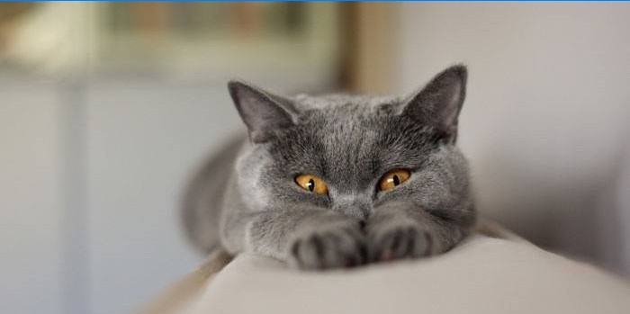 Grijsblauwe kat