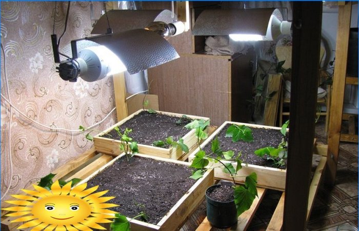 Lampen voor plantzaailingen: een overzicht, tips om te kiezen
