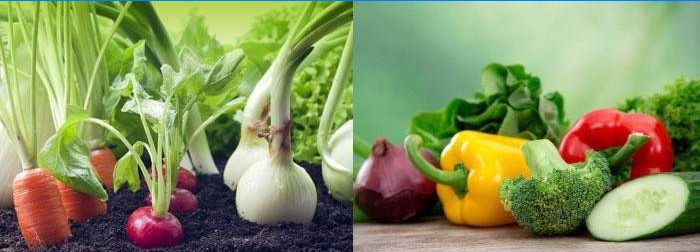Groenten en groenten bevatten een langzame energiebron