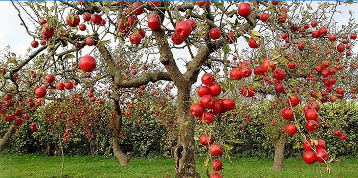 De nederlaag van de vruchten en bladeren van appelschurft