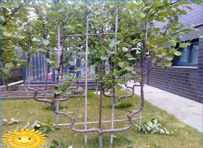 Trellis fruitbomen - originele compacte tuin