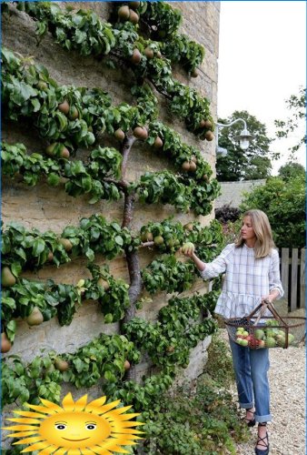 Trellis fruitbomen - originele compacte tuin