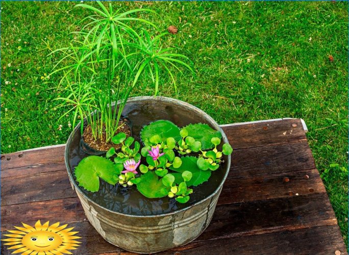 Tuindecoratie met bloeiende planten in bakken en potten