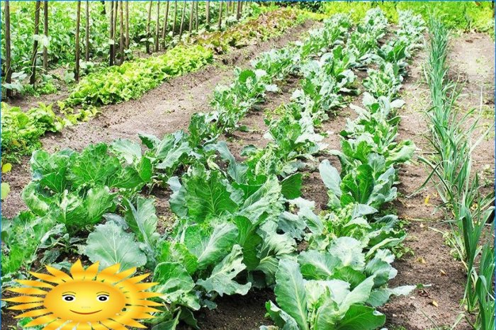Tuinindeling - maak je klaar om groenten in de bedden te planten