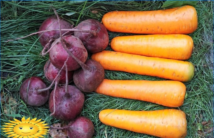 Aardappelen, bieten en wortelen behouden hun versheid als ze in dennennaalden worden bewaard